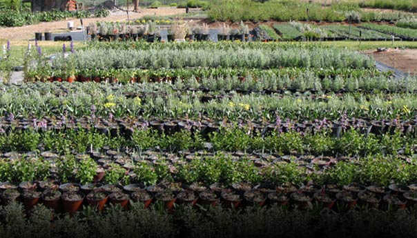 Native flower deals nursery